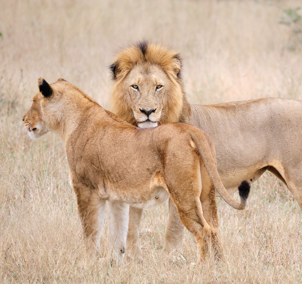 lions during photo safari South Africa