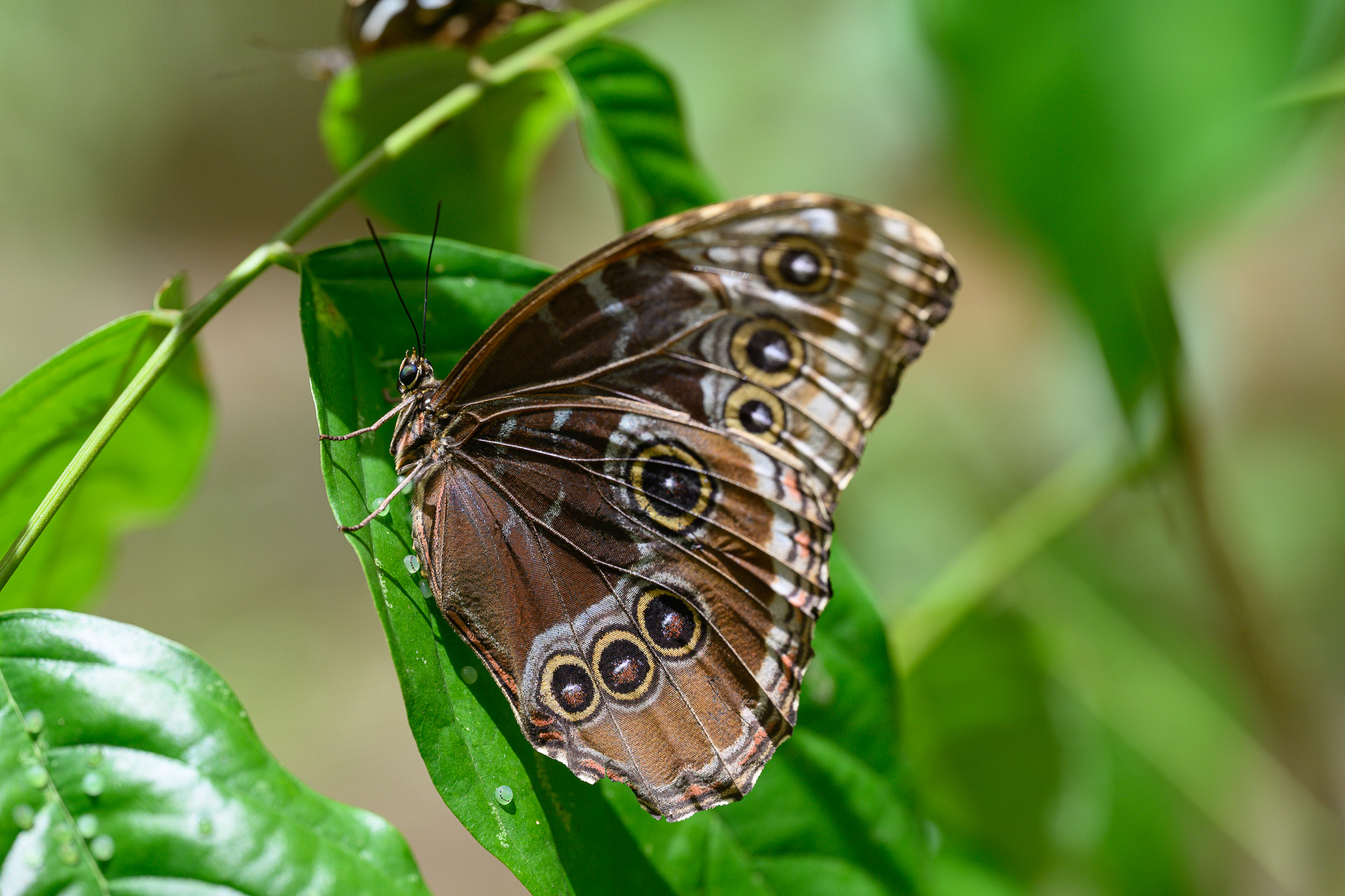 A brown butterfly with eye-like spots resting on a green leaf