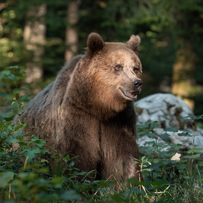 A brown bear sitting calmly in a forest clearing, partially lit by soft sunlight
