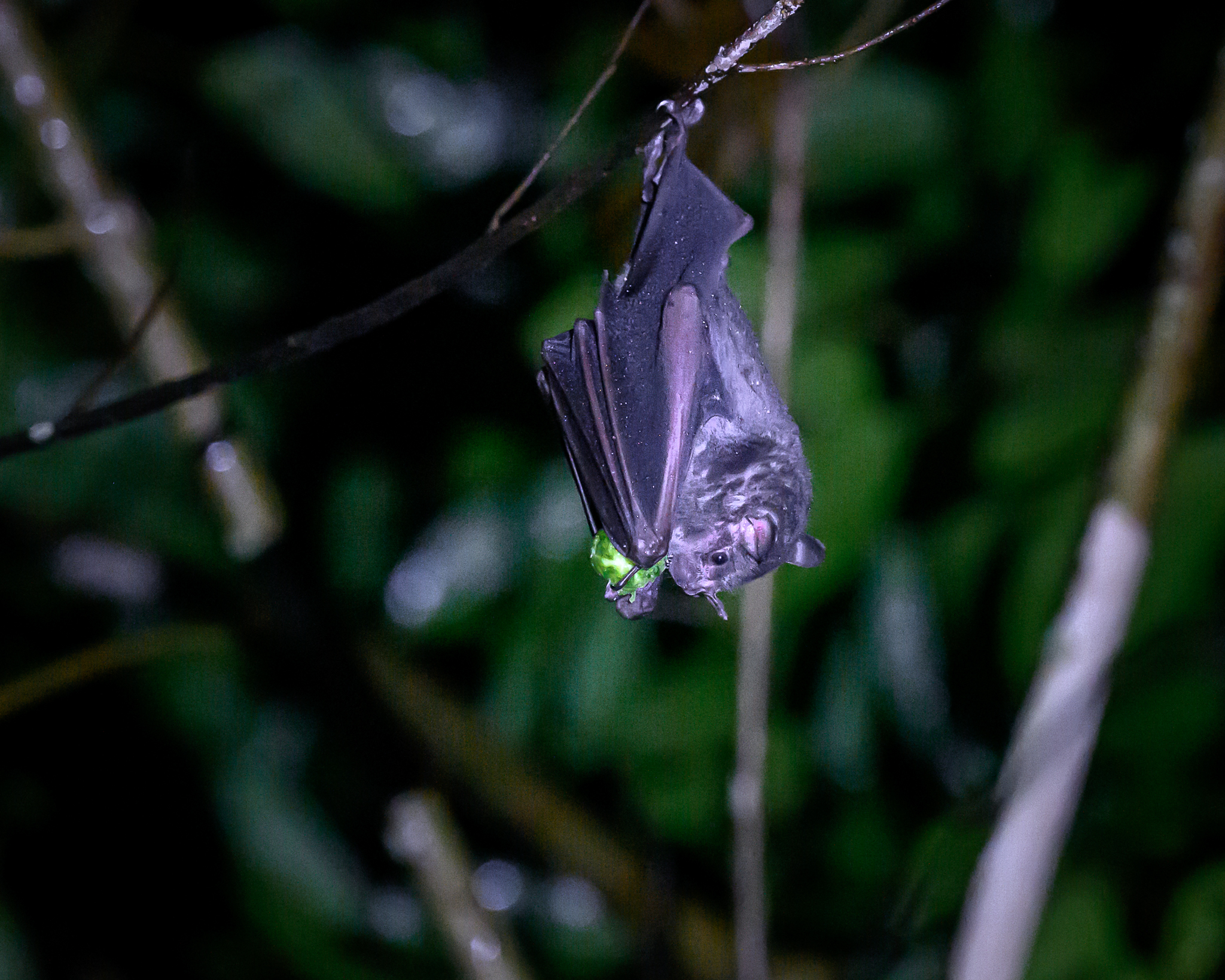 A bat hanging from a branch at night eating a green insect