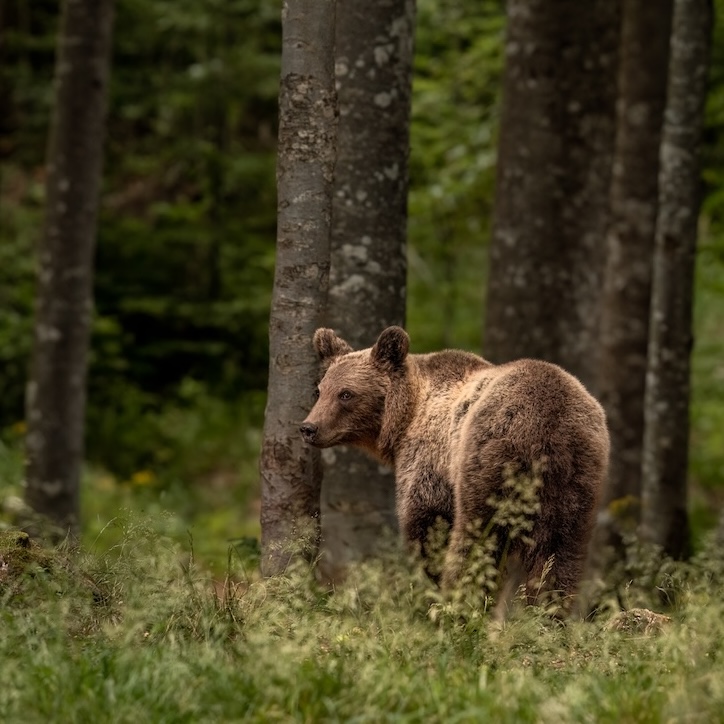 Slovenia Bear Photography Workshop: A Participant’s Story