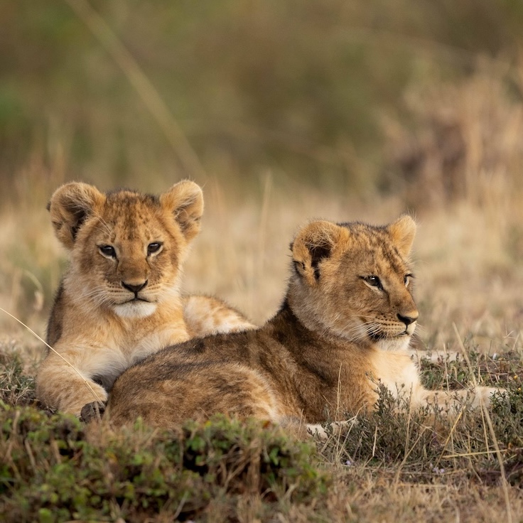 Maasai Mara photo safari