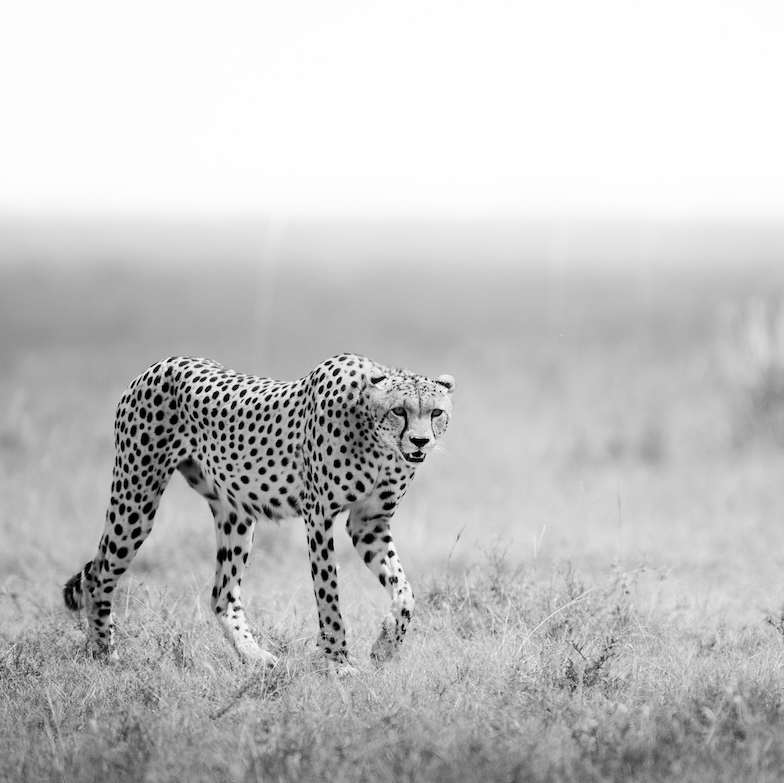 photographing the Maasai Mara