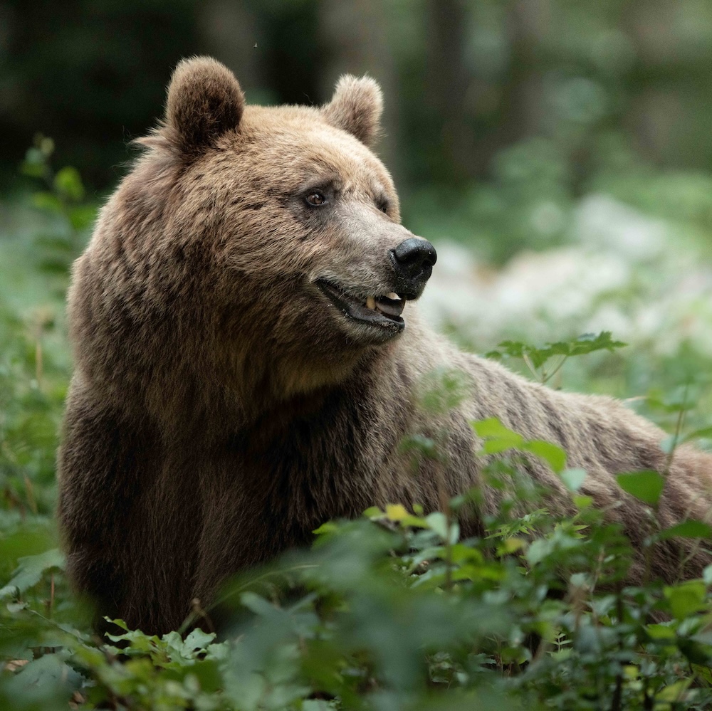 A photograph of a brown bear in the lush forests of Slovenia.
