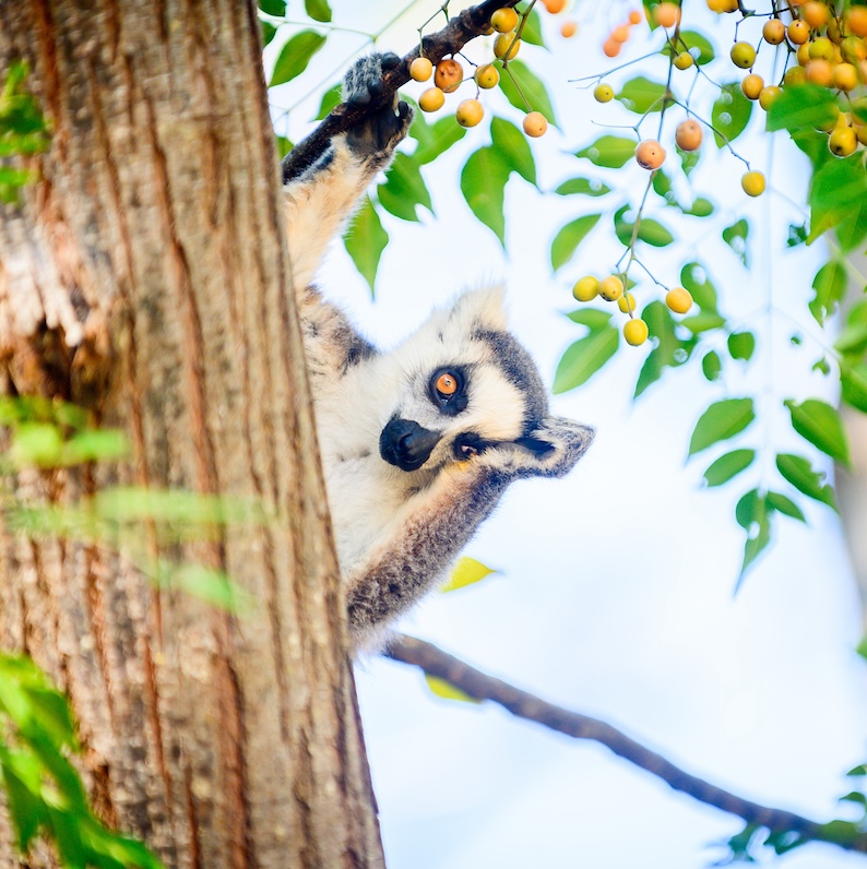 photographing Madagascar, lemur