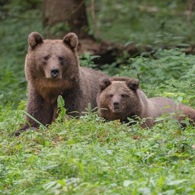 bear photography in Estonia