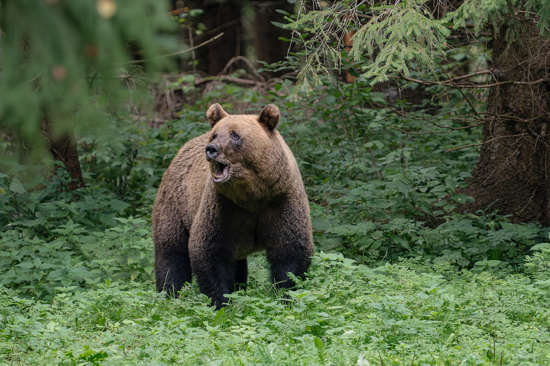 bear photography Estonia