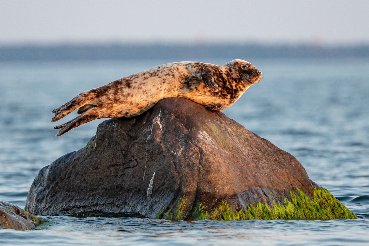 seal photography Estonia