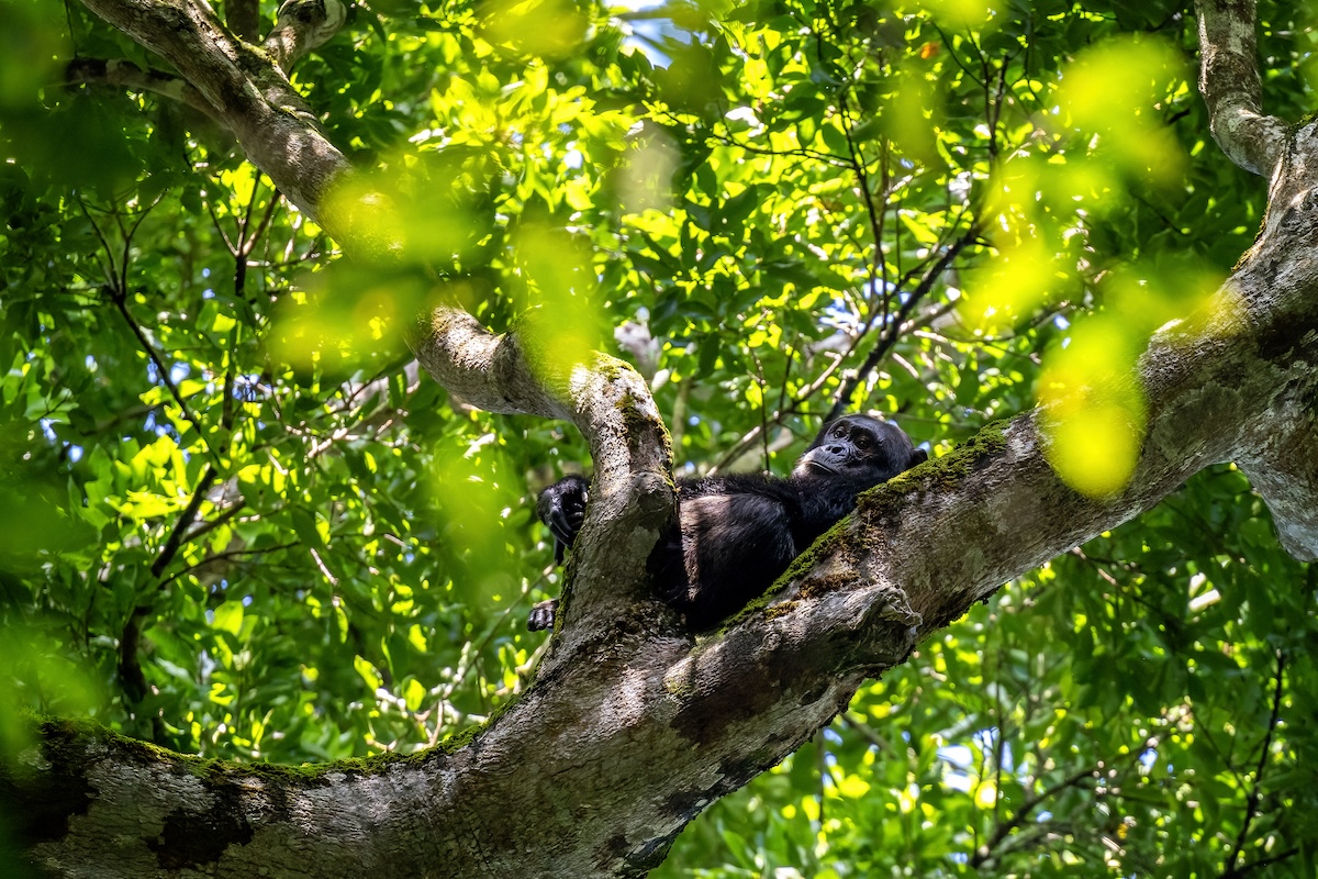 An adult chimpanzee reclines on a mossy branch, glimpsed through dense rainforest foliage in Kibale National Park, captured during the Uganda Photo Safari with Penda Photo Tours.