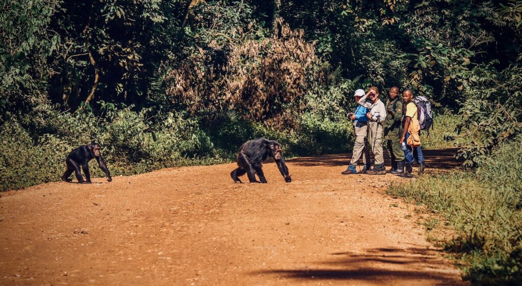 Two chimpanzees cross a red dirt forest road as guides and trackers watch nearby, captured during the Uganda Photo Safari with Penda Photo Tours.
