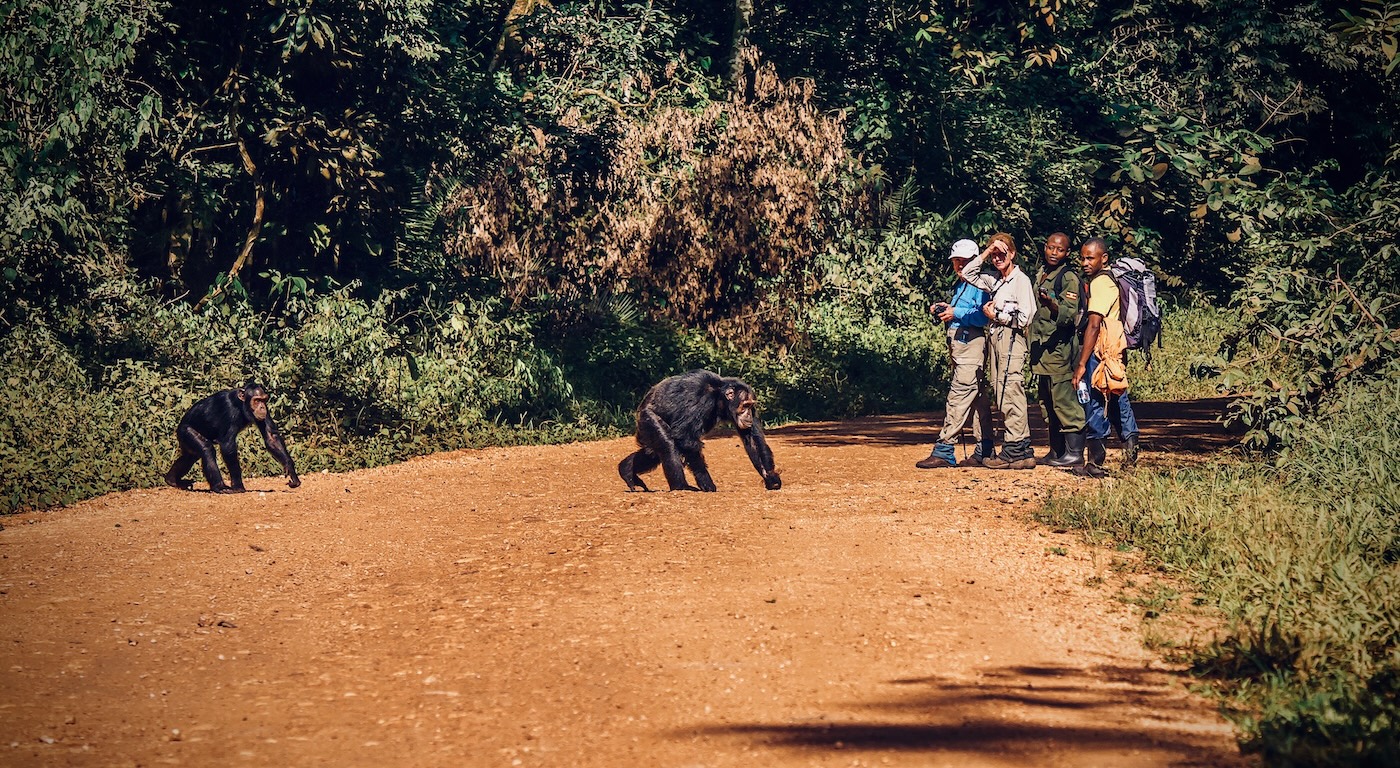 Two chimpanzees cross a red dirt forest road as guides and trackers watch nearby, captured during the Uganda Photo Safari with Penda Photo Tours.