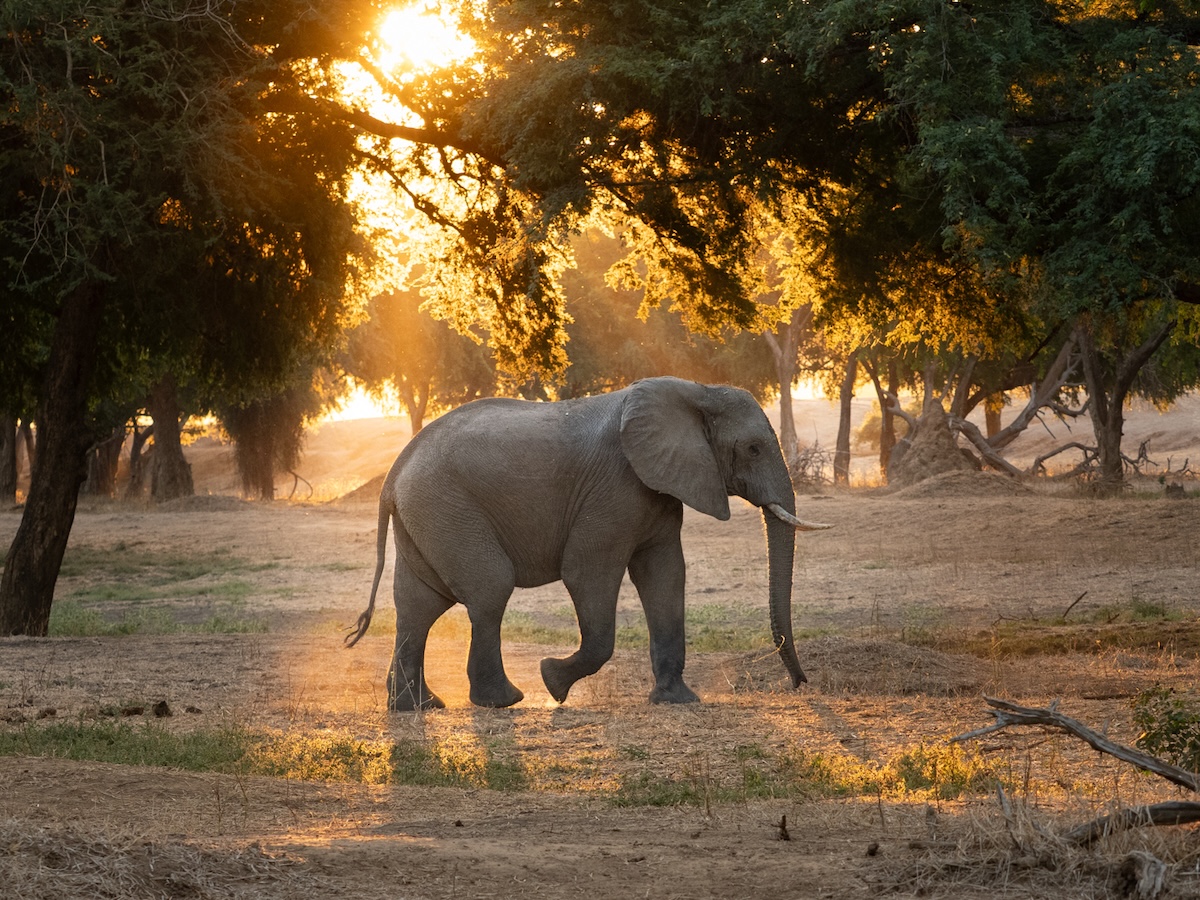 An elephant walks beneath sun-dappled trees as golden light streams through the canopy, photographed by Pandora Maund on a Penda Photo Tour.