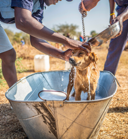 Two people bathe a small dog in a metal tub outdoors, part of a donkey and animal outreach event, photographed on a Humanitarian Photography Workshop, Victoria Falls, by Anna Lusty.