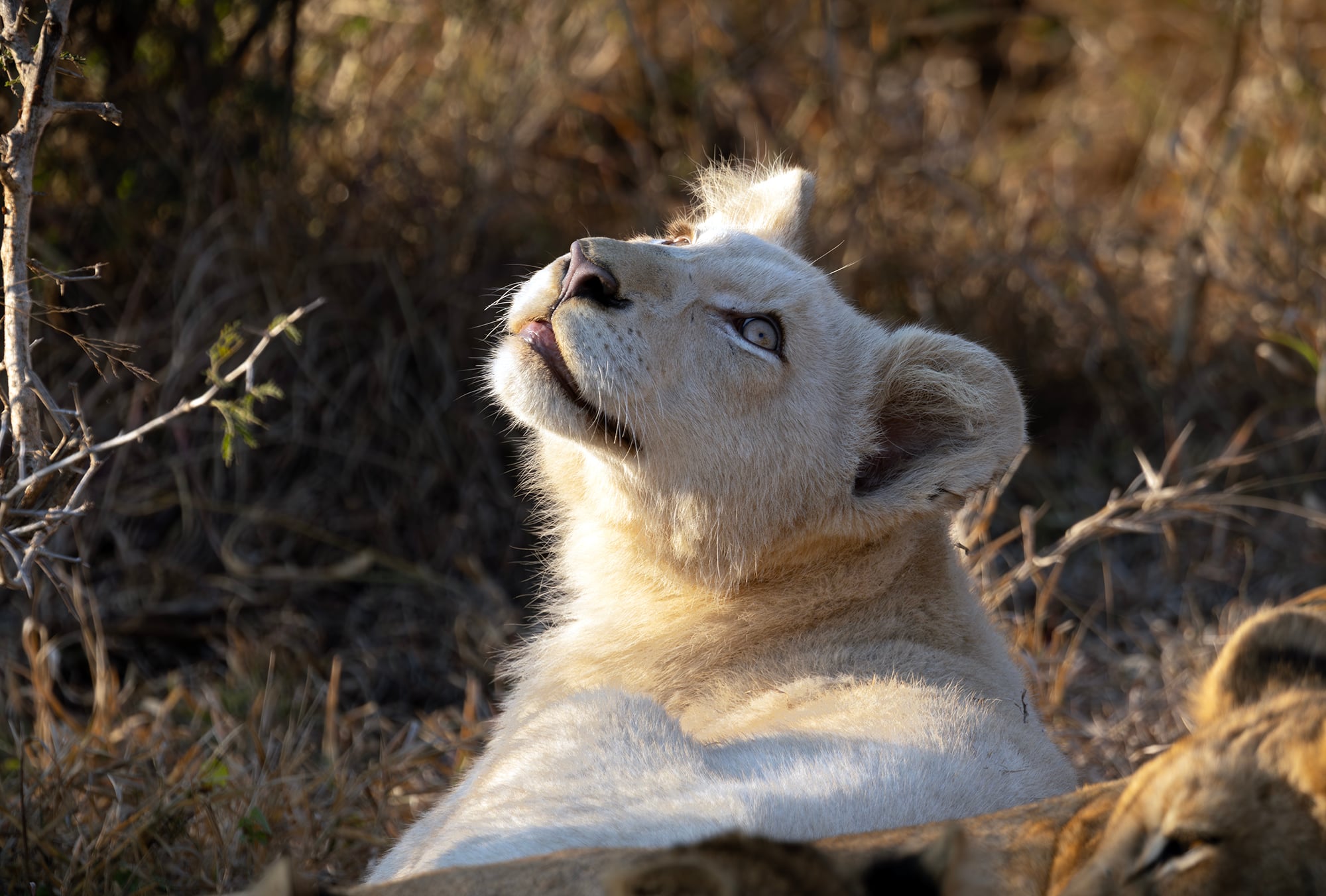 A young lion cub tilts its head back, licking its lips as sunlight warms its pale fur, captured during the Botswana and SA Penda Photo Tour by Kim Horstmanshof.
