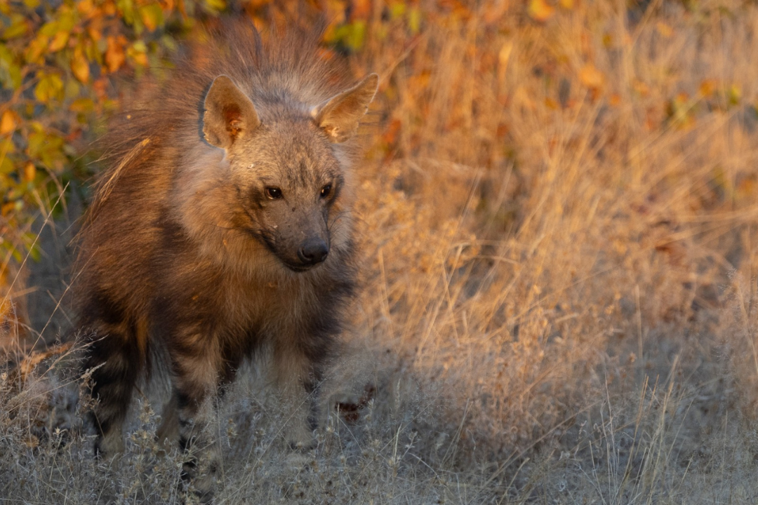 An aardwolf stands alert in tall golden grass, its striped coat catching the warm light, captured on the Botswana Penda Photo Tour by James Rosling.