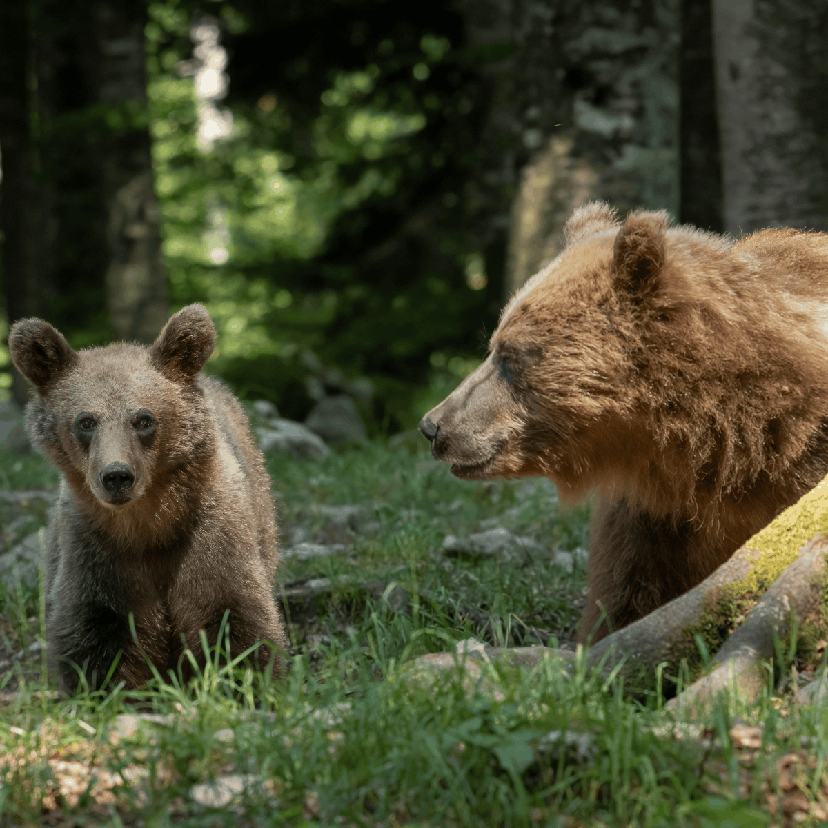 Brown bear and cub on a Slovenia bear photography tour